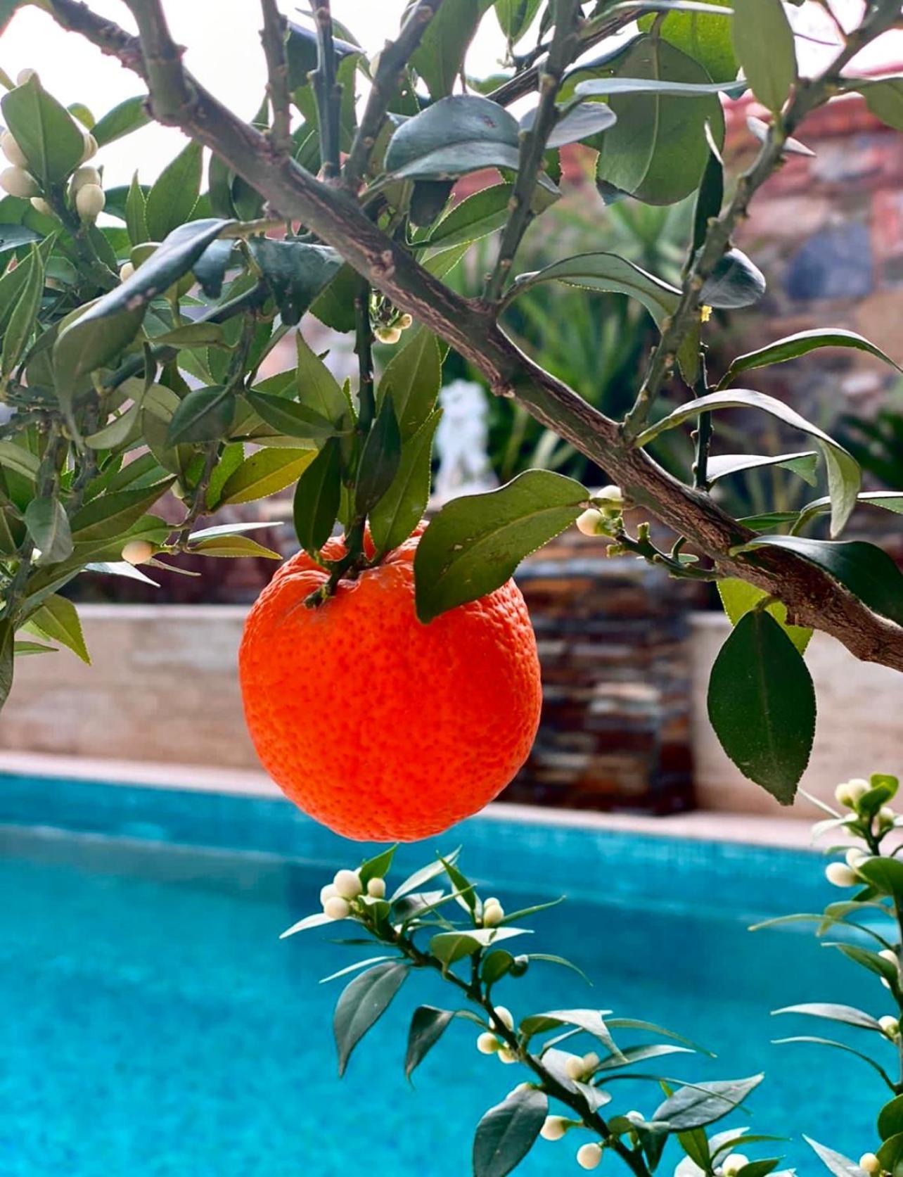 Livia Garden Hotel Selçuk Luaran gambar
